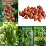 Şanal Fento 6'lı No7 Çeri Domates Salatalık Tohumu Frenk Maydanoz Tohumu 1 kg Kıska Soğan Tohumu Iska - 1 Adet