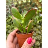 Şanal Gardenbox Mini Saksılı Canlı Para Çiçeği, Yeşim Sukulent Crassula Ovata