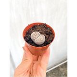 Şanal Gardenbox Taş Kaktüs Lithops 5.5 cm Saksıda