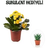 Şanal Nura Botanik Sarı Kalanşo-Emel Hanım Çiçeği Sukulent, Hediyeli