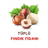 ŞANGULOĞLU 1 OCAKLIK FINDIK FİDANI ( 4 ADET ) TÜPLÜ