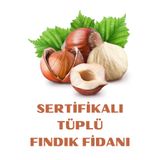 ŞANGULOĞLU SERTİFİKALI TOMBUL GİRESUN YAĞLISI FINDIK FİDANI TÜPLÜ 3 YAŞ