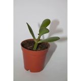 Şans Ve Para Çiçeği Crassula Ovata 10-20 Cm