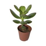 Şans Ve Para Çiçeği Crassula Ovata Fidanı Saksılı 10-20 Cm