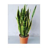 Sanseveria Kılıç Çiçeği Canlı Topraklı Bitki, SBC1043