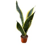 Sanseveria - Paşa Kılıcı
