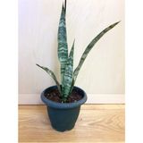 Sanseveria Trifasciata Kılıç Bitkisi İç Mekan