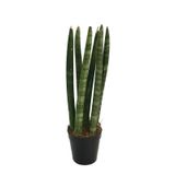 Sansevieria Cylindrica (Paşa Kılıcı) Ø8,5 CM Y15-20 CM