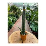 Sansevieria Cylindrica Paşa Kılıcı Fidanı 10-20 Cm