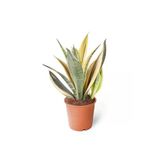 Sansevieria Golden Flame 15cm Ø Boy: 40 - Yeşil Bitki