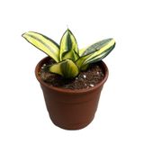 Sansevieria ‘Golden Hahnii’ (Paşa Kılıcı)