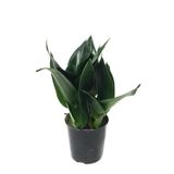 Sansevieria Jade (Paşa Kılıcı)