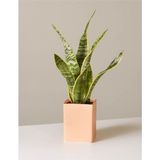 Sansevieria Laurentii Superba Bodur Paşa Kılıcı Kılıç Çiçeği