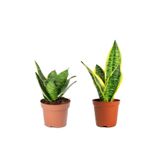 Sansevieria Mini Paşa Kılıcı Peygamber Kılıcı Mini Seti, SRD30012025BYB607