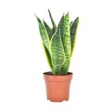 Sansevieria Paşa Kılıcı Peygamber Cicegi