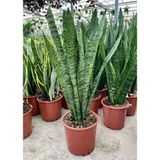 Sansevieria Paşa Kılıcı Peygamber Kılıcı 10-20 Cm