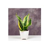 Sansevieria Paşa Kılıcı Peygamber Kılıcı Bitkisi 20-30 Cm, BTSR317