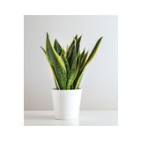 Sansevieria Paşa Kılıcı Peygamber Kılıcı Bitkisi 30-40 Cm, SRD30012025BYB1032