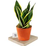 Sansevieria - Paşa Kılıcı - Peygamber Kılıcı Bitkisi 30-40 cm