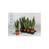 Sansevieria Pasha 1881