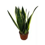 Sansevieria Trifasciata 'Black Gold' (Paşa Kılıcı)