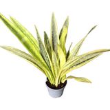 Sansevieria Trifasciata 'Lauren' (Paşa Kılıcı)