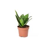 Sansevieria Trifasciata - Mini Peygamber / Paşa Kılıcı
