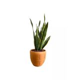 Sansevieria Trifasciata Paşa Kılıcı Fidanı 10-20 Cm