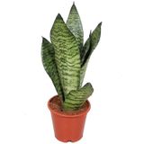 Sansevieria Zeylanica Paşa Kılıcı Hava Temizleyici Bitki Ev Ofis Salon Bitkisi