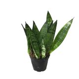 Sansevieria Zeylanica (Paşa Kılıcı)