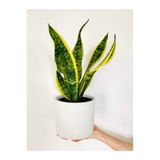 Sansevieria/Paşa Kılıcı/Kılıç Çiçeği (35 Cm) Ev Ve Ofis Bitkisi
