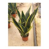 Sansivieria (paşa Kılıcı) 20- 30 Cm Boyunda 12 Cm Saksıda Canlı