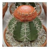 Şapkalı Melocactus Matanzanus Kafalı Kaktüs Tohumu ( 5 Tohum)