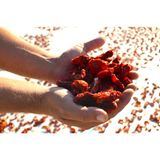 Sardes Dökme -Güneşte Kurutulmuş Domates Yarımları - 1,5 kg