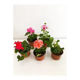 Sardunya Alacalı Pembe Sakız Sardunya 10-20 Cm