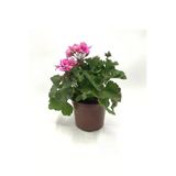 Sardunya Alacalı Pembe Sakız Sardunya Fidanı 10-20 Cm