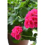 Sardunya Çiçeği Fidanı 4 Adet Karışık Renk 10-20 Cm