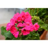 Sardunya Çiçeği Fidanı Açık Fuşya 10-20 Cm