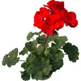 Sardunya Çiçeği Fidanı Kan Kırmızı 10-20 Cm