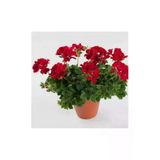 Sardunya Çiçeği Fidanı Karışık Renk 1 Adet 10-20 Cm