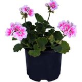 Sardunya Çiçeği Fidanı - Pelargonium - Açık Pembe Renk 10-20 Cm