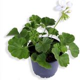 Sardunya Çiçeği Fidanı - Pelargonium - Beyaz Renk 10-20 Cm