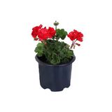 Sardunya Çiçeği Fidanı Pelargonium Kırmızı Renk 10-20 Cm