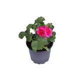 Sardunya Çiçeği Fidanı - Pelargonium - Koyu Pembe Renk 10-20 Cm