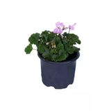 Sardunya Çiçeği Fidanı - Pelargonium - Pembe Renk 10-20 Cm