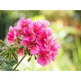 Sardunya Çiçeği Fidanı - Pelargonium - Pembe Renk 10-20 Cm