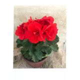 Sardunya Çiçeği Fidanı Saksıda Kırmızı Renk 10-20 Cm