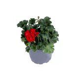 Sardunya Çiçeği Fidanı Saksı'da Pelargonium Kırmızı Renk 10-20 Cm
