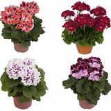 Sardunya Çiçeği Fidesi Fidanı 10-20 Cm 3 Adet