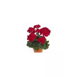 Sardunya Çiçeği Kırmızı 10-20 Cm